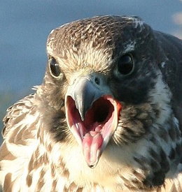 raptor