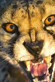 carnivore-tiger
