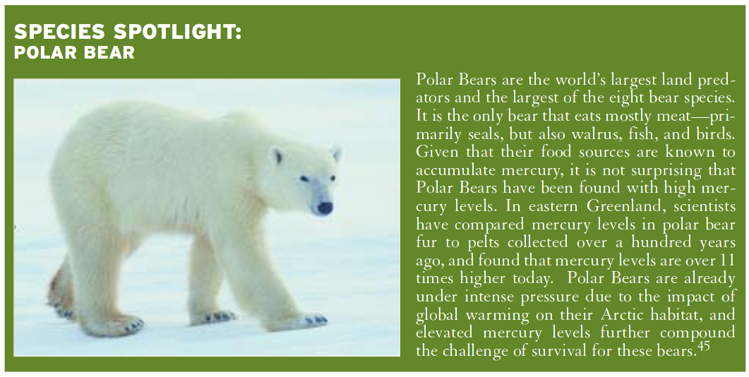 mercury poison in polar bears