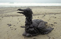 oil spilled bird