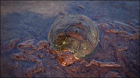 oil-spills-gulf-turtle-in-oil
