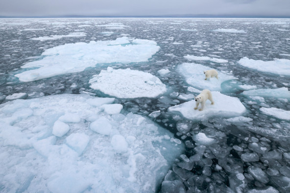 global-warming: polar bears without ice