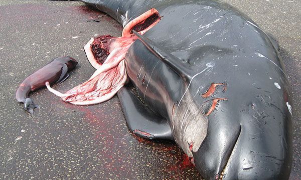 whale mother and fetus - slaughter 2010-07-19; Danish Faroe Islands
